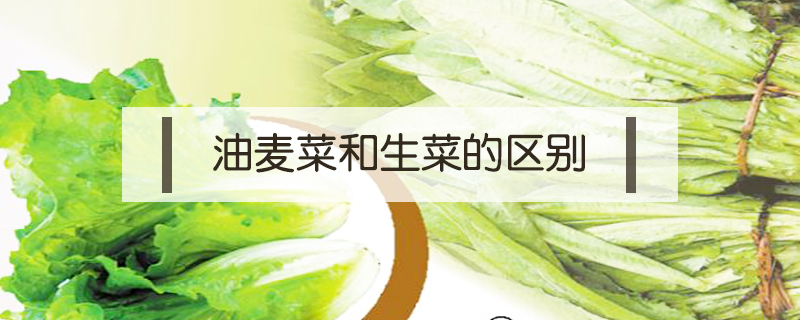 油麥菜和生菜的區別