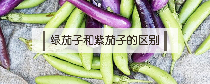 綠茄子和紫茄子的區別