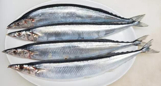 秋刀魚(yú)和鲅魚(yú)的區(qū)別是什么