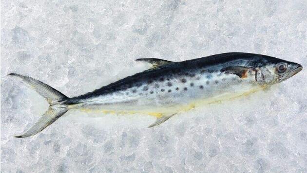 秋刀魚(yú)和鲅魚(yú)的區(qū)別是什么