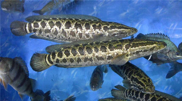 黑魚和昂公的區別