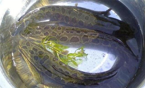 黑魚和昂公的區別