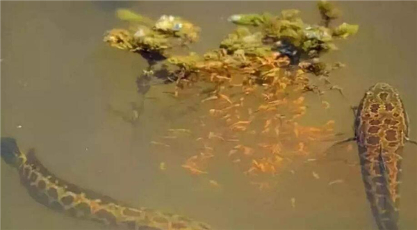 黑魚母的和公的有什么區別