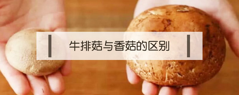 牛排菇與香菇的區別