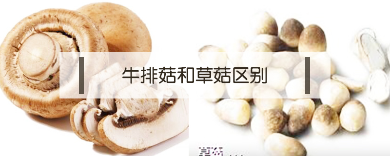牛排菇和草菇區別