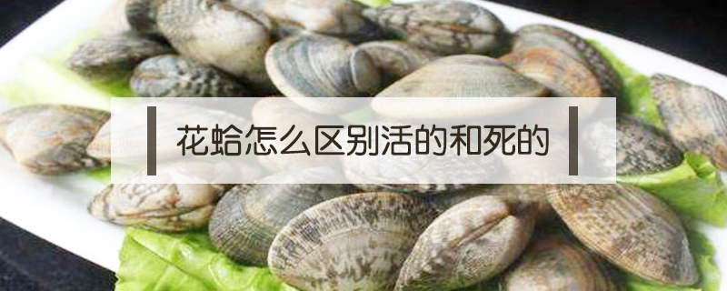 花蛤怎么區(qū)別活的和死的