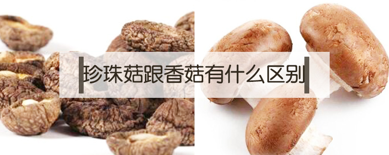 珍珠菇跟香菇有什么區別