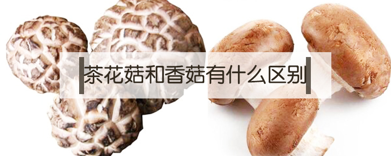 茶花菇和香菇有什么區別