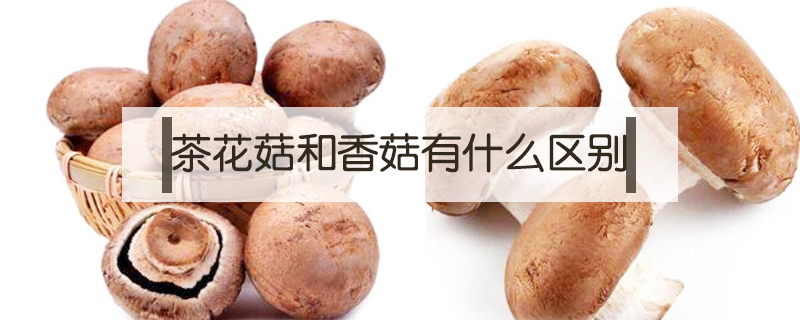 褐菇和香菇的區別是什么