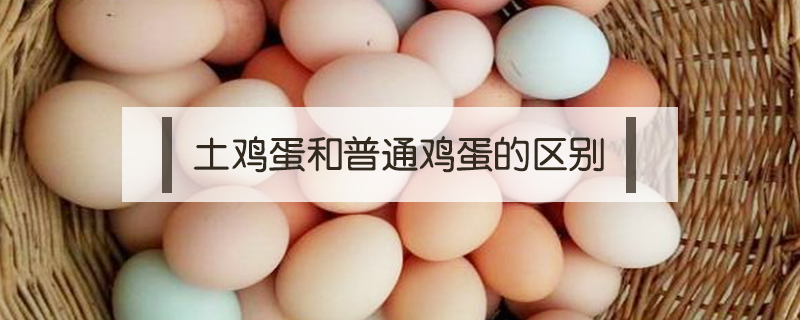 土雞蛋和普通雞蛋的區別