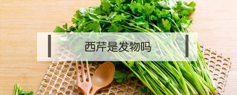西芹是發物嗎