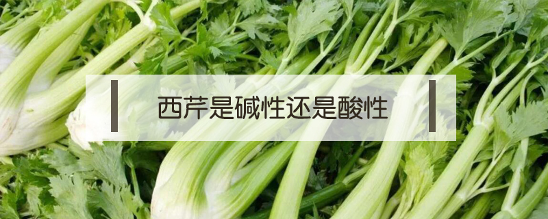 西芹是堿性還是酸性