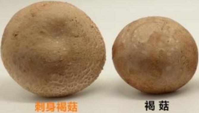 褐菇和香菇的區別是什么