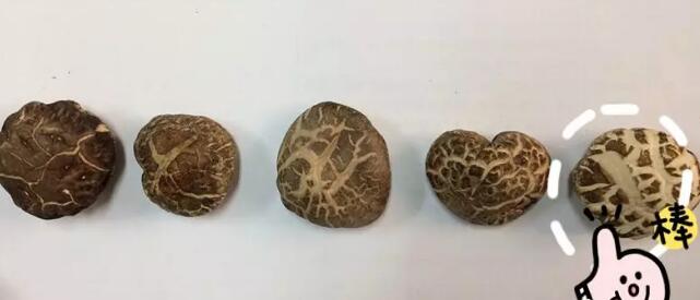 茶花菇和香菇有什么區別