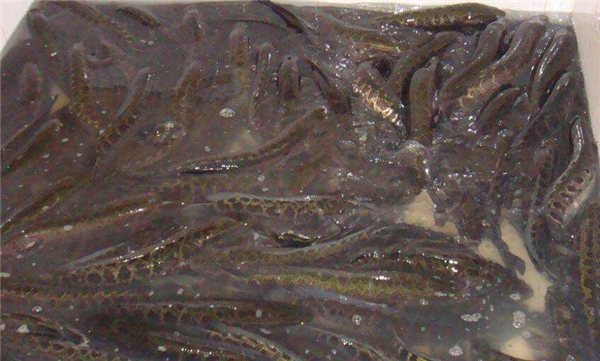 石斑魚和黑魚有什么區別