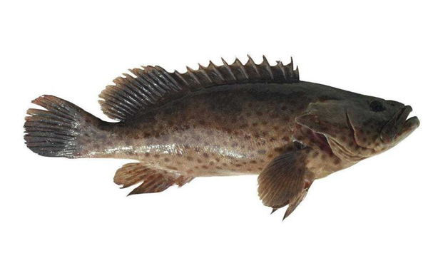 石斑魚和黑魚有什么區別