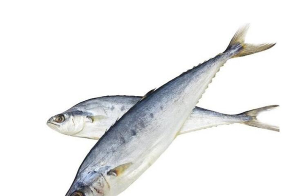 燕鲅魚和油鲅魚的區別