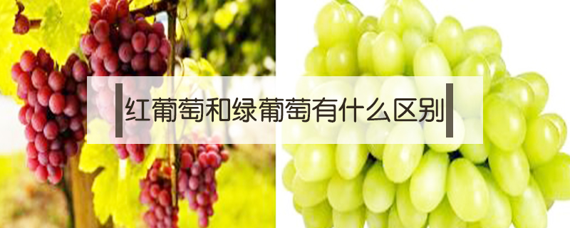 紅葡萄和綠葡萄有什么區別