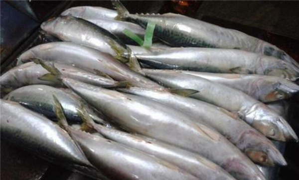 鮐鲅魚和油鲅魚的區別