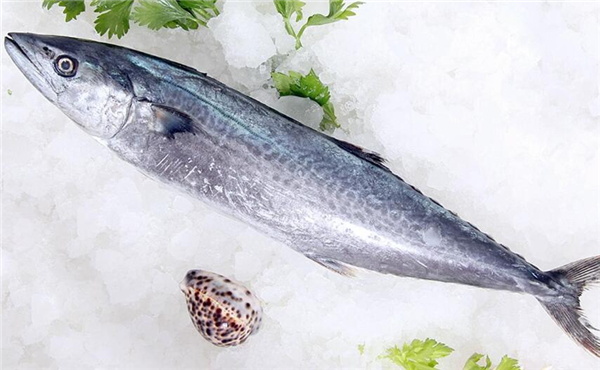 鮐鲅魚和油鲅魚的區別