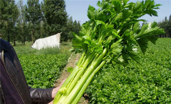 西芹是發物嗎