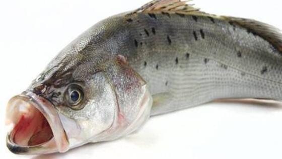 海鱸魚為什么便宜