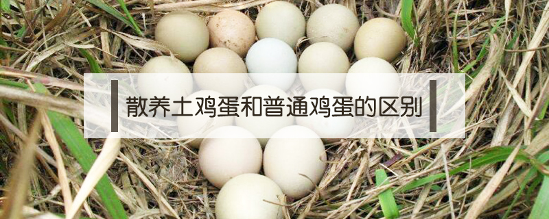 散養土雞蛋和普通雞蛋的區別
