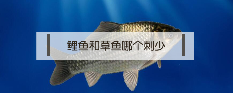 鯉魚和草魚哪個刺少