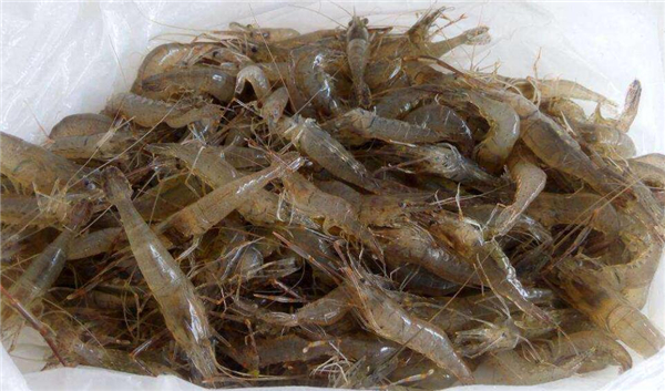 鯉魚吃什么食物