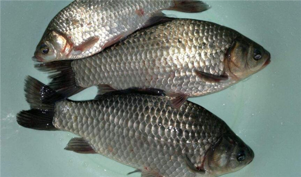 鯉魚和鯽魚的區別