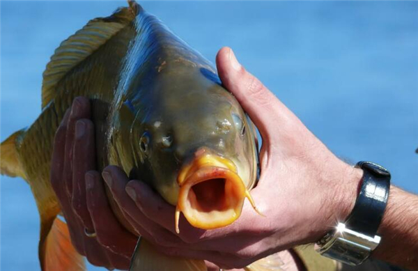 鯉魚和鯽魚的區別