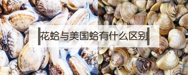 花蛤與美國蛤有什么區別