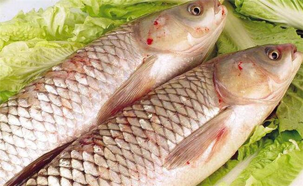 鯉魚和草魚的區別