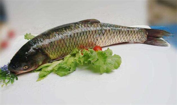 鯉魚和草魚的區別