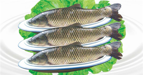 鯉魚和草魚哪個刺少