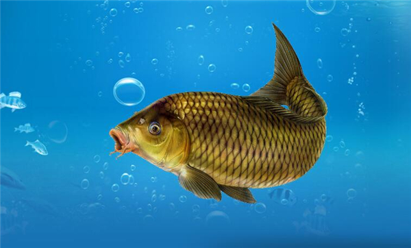 鯉魚和草魚哪個刺少