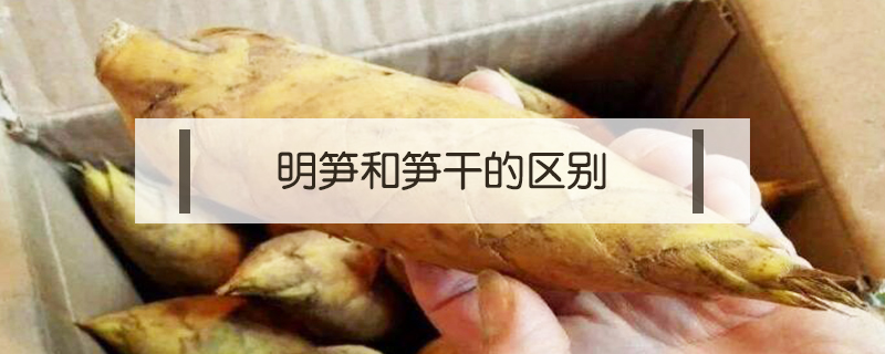 明筍和筍干的區(qū)別