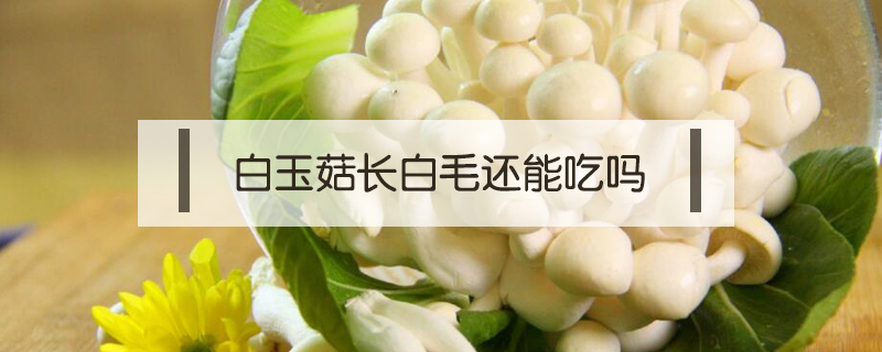 白玉菇長白毛還能吃嗎