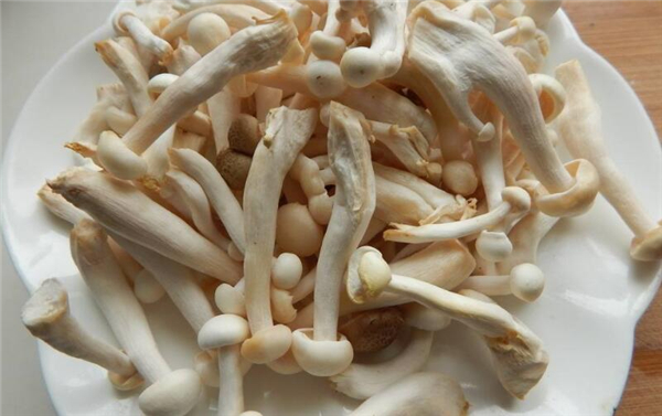 白玉菇長白毛還能吃嗎