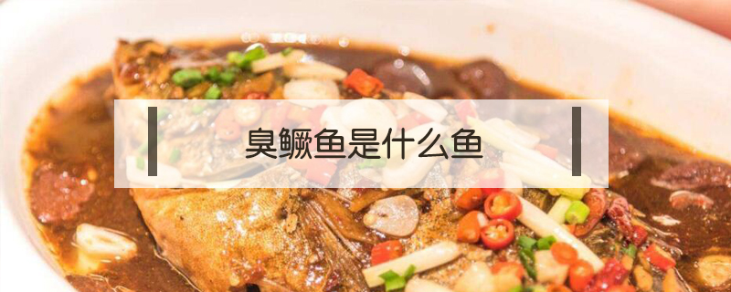 臭鱖魚是什么魚