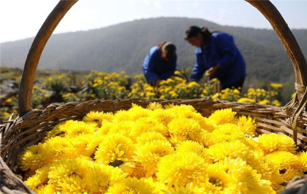 野菊花能直接泡水喝嗎