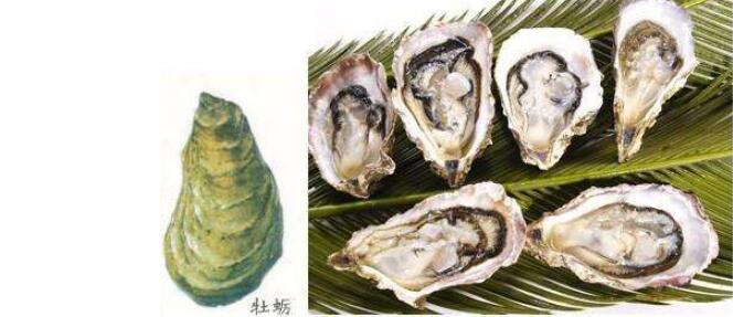 牡蠣和生蠔的外觀區(qū)別