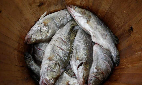 臭鱖魚的腌制方法
