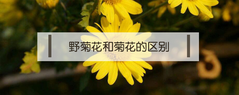 野菊花和菊花的區別