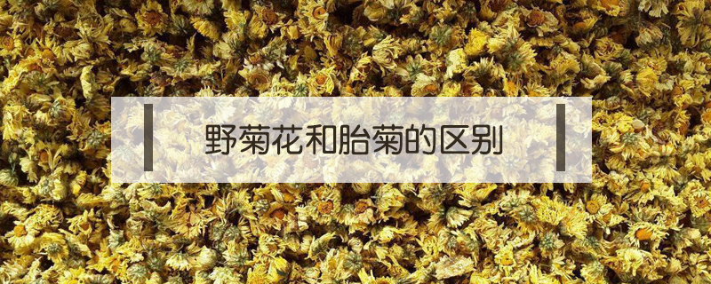 野菊花和胎菊的區(qū)別