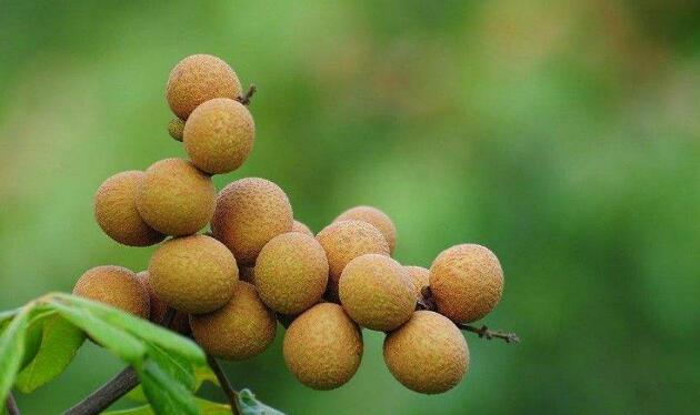 龍眼上火嗎，龍眼和桂圓的區別