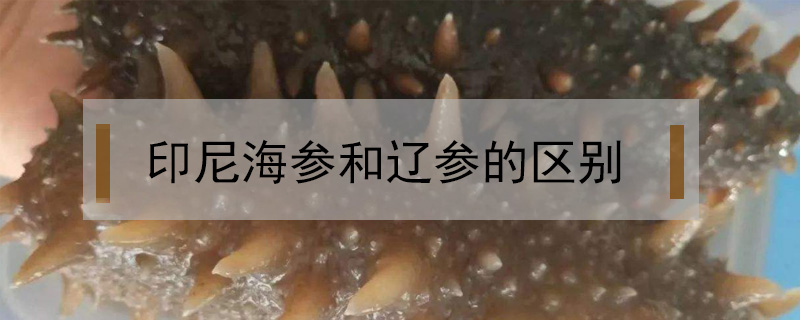 印尼海參和遼參的區別