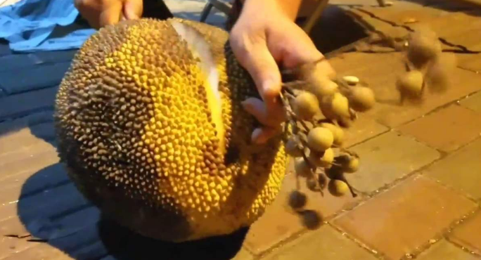 判斷菠蘿蜜成熟的方法