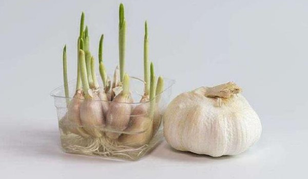 大蒜出芽能吃嗎