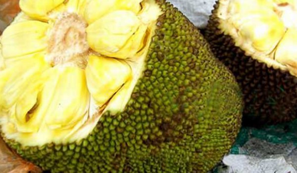 菠蘿蜜如何防凍過冬